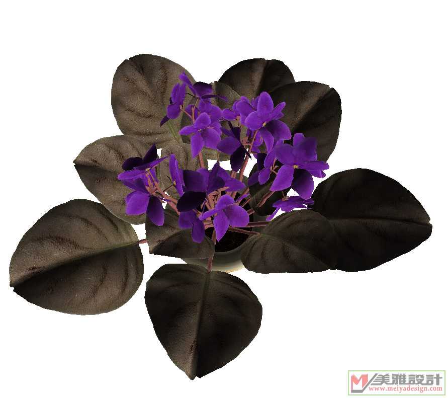 HP18_1_Saintpaulia_ionantha_African_Violet.jpg