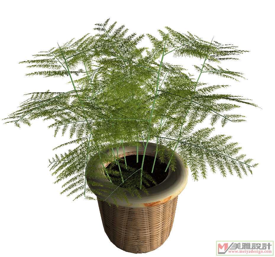 HP02_1_Asparagus_plumosus_Asparagus_Fern.jpg